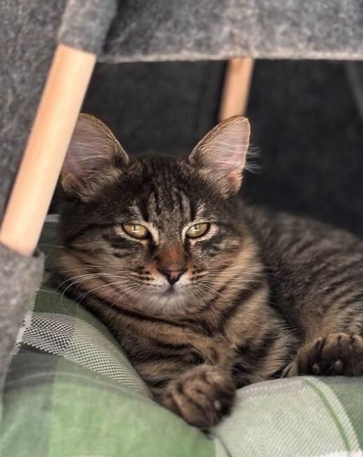 Nyla the rescue kitten at the shelter in Romania. She is relaxing on a green cat bed. She has fluffy tabby fur and golden eyes.