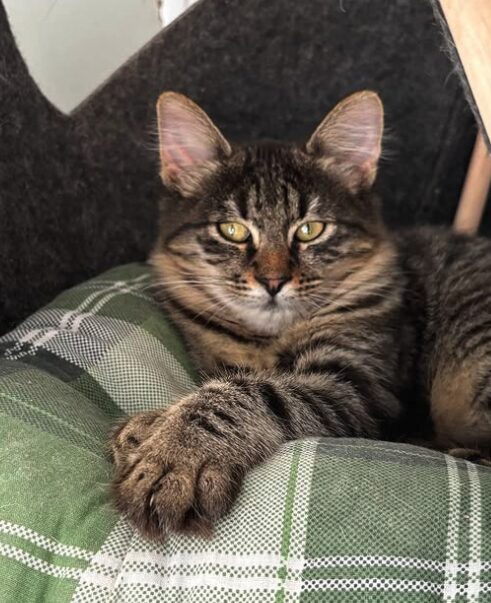 Nyla the rescue kitten at the shelter in Romania. She is relaxing on a green cat bed. She has fluffy tabby fur and golden eyes.