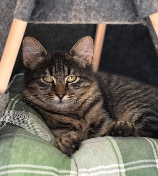 Nyla the rescue kitten at the shelter in Romania. She is relaxing on a green cat bed. She has fluffy tabby fur and golden eyes.