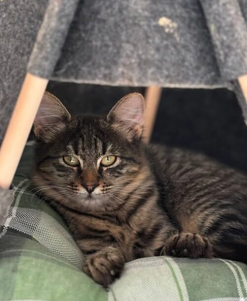 Nyla the rescue kitten at the shelter in Romania. She is relaxing on a green cat bed. She has fluffy tabby fur and golden eyes.