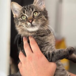 Tia the rescue kitten at the shelter in Romania. She has fluffy tabby fur and golden eyes. She is being held by a member of the team.