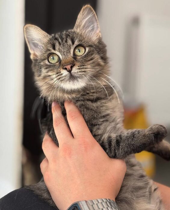 Tia the rescue kitten at the shelter in Romania. She has fluffy tabby fur and golden eyes. She is being held by a member of the team.