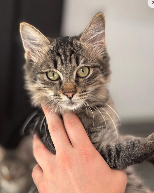 Tia the rescue kitten at the shelter in Romania. She has fluffy tabby fur and golden eyes. She is being held by a member of the team.