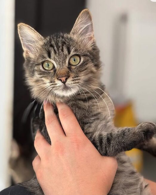 Tia the rescue kitten at the shelter in Romania. She has fluffy tabby fur and golden eyes. She is being held by a member of the team.