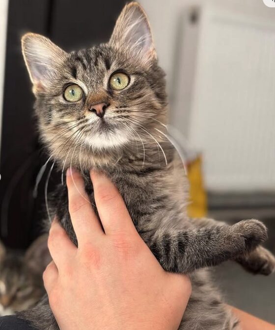 Tia the rescue kitten at the shelter in Romania. She has fluffy tabby fur and golden eyes. She is being held by a member of the team.