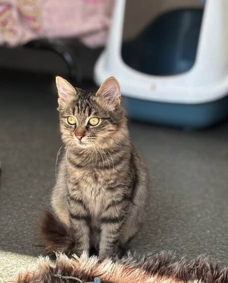 Tia the rescue kitten at the shelter in Romania. She has fluffy tabby fur and golden eyes. She is sitting in front of a litter tray.