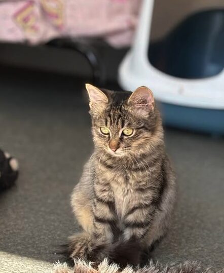 Tia the rescue kitten at the shelter in Romania. She has fluffy tabby fur and golden eyes. She is sitting in front of a litter tray.