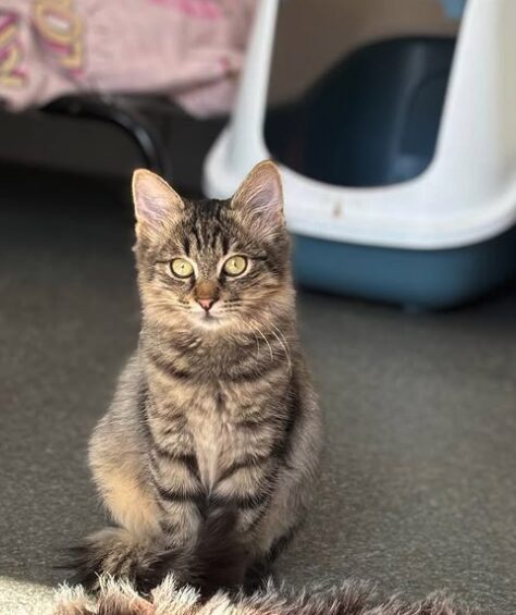 Tia the rescue kitten at the shelter in Romania. She has fluffy tabby fur and golden eyes. She is sitting in front of a litter tray.