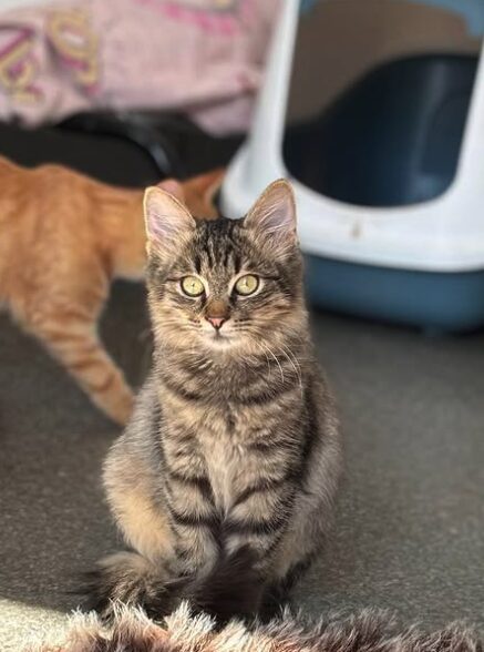 Tia the rescue kitten at the shelter in Romania. She has fluffy tabby fur and golden eyes. She is sitting in front of a litter tray.