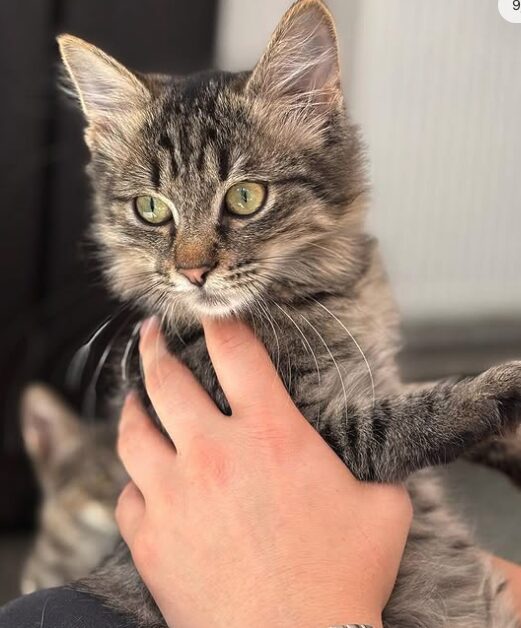 Tia the rescue kitten at the shelter in Romania. She has fluffy tabby fur and golden eyes. She is being held by a member of the team.