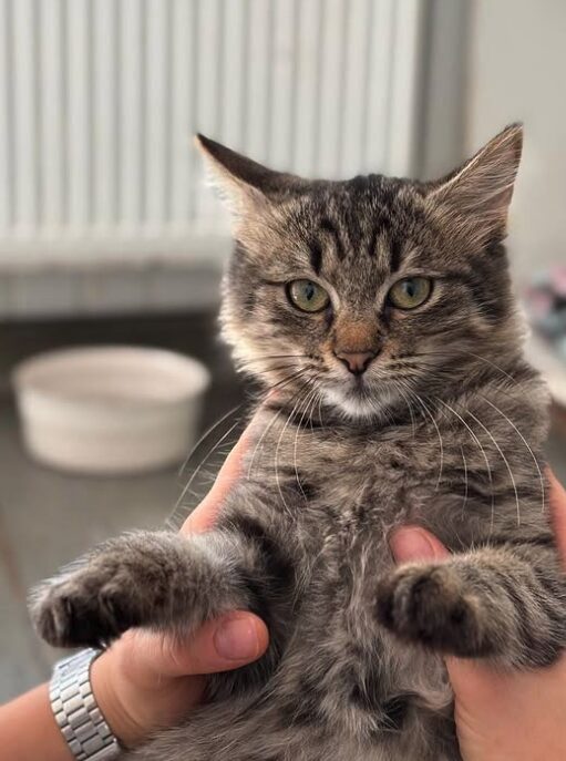 Tia the rescue kitten at the shelter in Romania. She has fluffy tabby fur and golden eyes. She is being held by a member of the team.