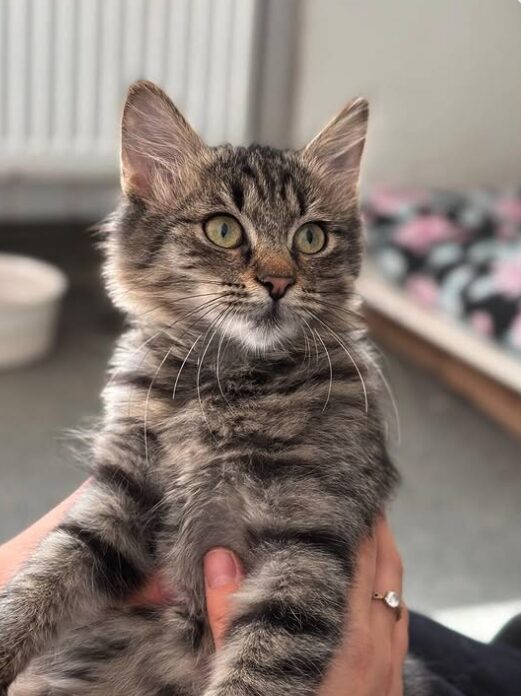 Tia the rescue kitten at the shelter in Romania. She has fluffy tabby fur and golden eyes. She is being held by a member of the team.