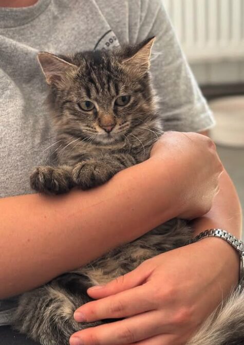 Tia the rescue kitten at the shelter in Romania. She has fluffy tabby fur and golden eyes. She is being held by a member of the team.