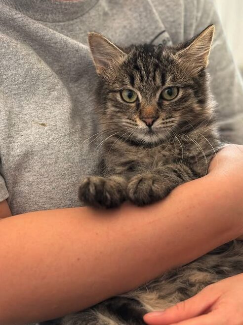 Tia the rescue kitten at the shelter in Romania. She has fluffy tabby fur and golden eyes. She is being held by a member of the team.