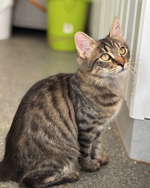 Rufus the rescue kitten at the shelter in Romania, sitting in the sunshine. He has fluffy tabby fur and golden eyes.