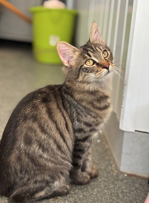 Rufus the rescue kitten at the shelter in Romania, sitting in the sunshine. He has fluffy tabby fur and golden eyes.