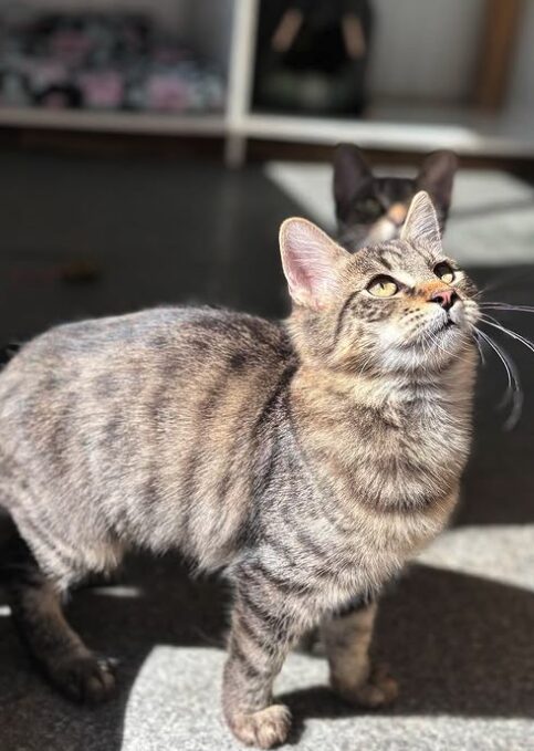 Rufus the rescue kitten at the shelter in Romania, sitting in the sunshine. He has fluffy tabby fur and golden eyes.