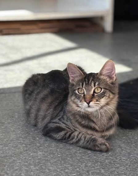 Rufus the rescue kitten at the shelter in Romania, sitting in the sunshine. He has fluffy tabby fur and golden eyes.