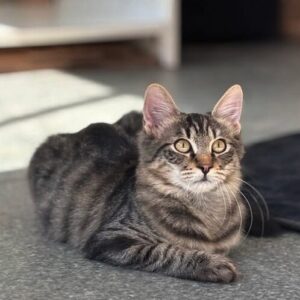 Rufus the rescue kitten at the shelter in Romania, sitting in the sunshine. He has fluffy tabby fur and golden eyes.