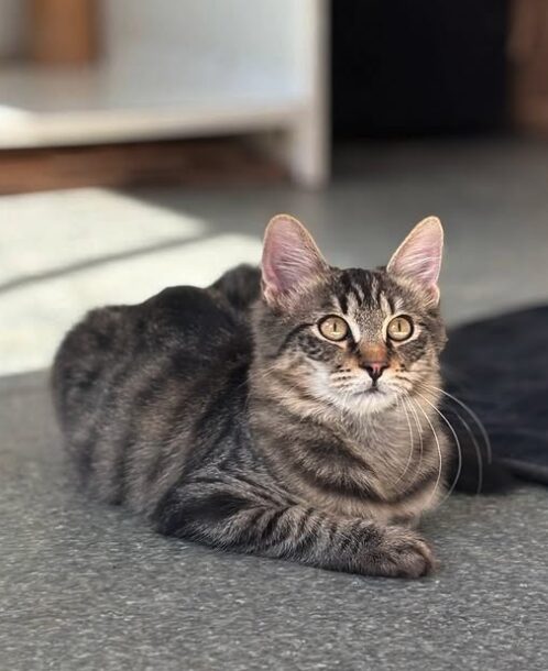 Rufus the rescue kitten at the shelter in Romania, sitting in the sunshine. He has fluffy tabby fur and golden eyes.