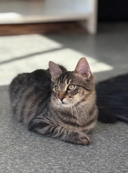 Rufus the rescue kitten at the shelter in Romania, sitting in the sunshine. He has fluffy tabby fur and golden eyes.