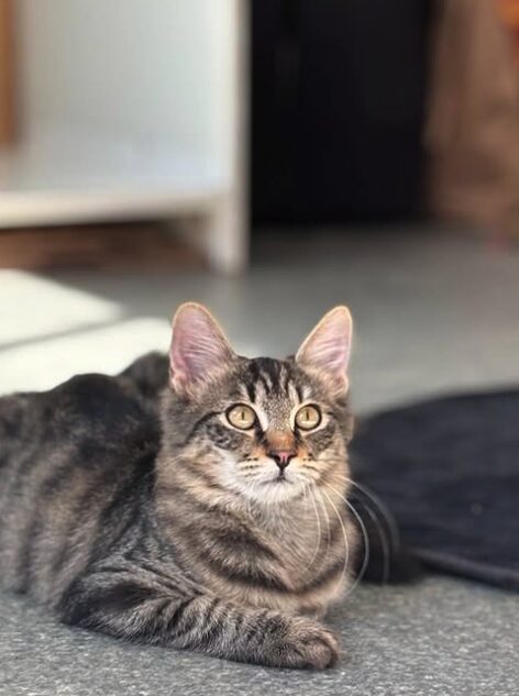 Rufus the rescue kitten at the shelter in Romania, sitting in the sunshine. He has fluffy tabby fur and golden eyes.