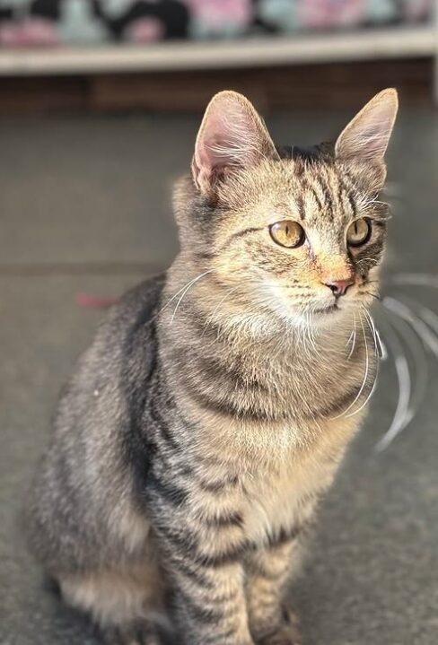 Rufus the rescue kitten at the shelter in Romania, sitting in the sunshine. He has fluffy tabby fur and golden eyes.