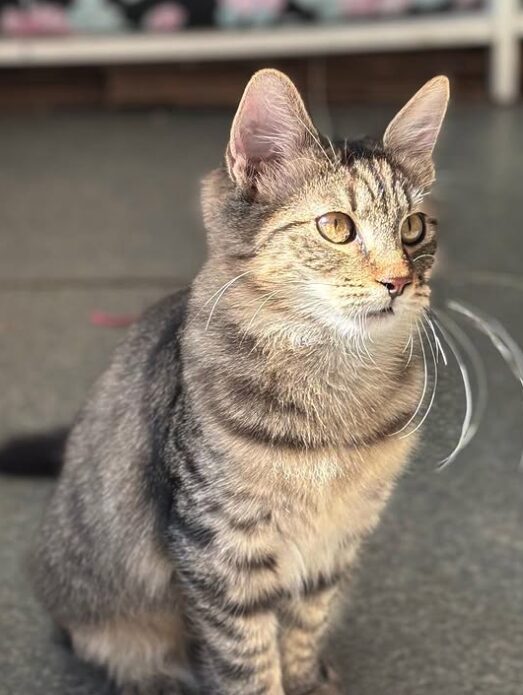 Rufus the rescue kitten at the shelter in Romania, sitting in the sunshine. He has fluffy tabby fur and golden eyes.