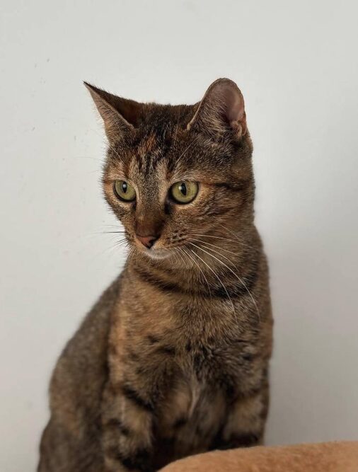 Wren the rescue cat at the shelter in Romania standing in front of a white wall. She has copper tabby markings and green eyes.