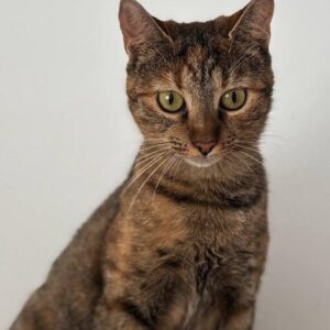 Wren the rescue cat at the shelter in Romania standing in front of a white wall. She has copper tabby markings and green eyes.