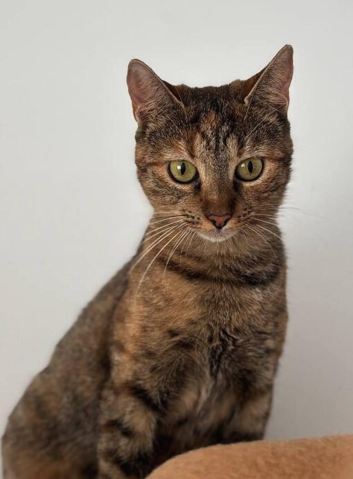 Wren the rescue cat at the shelter in Romania standing in front of a white wall. She has copper tabby markings and green eyes.