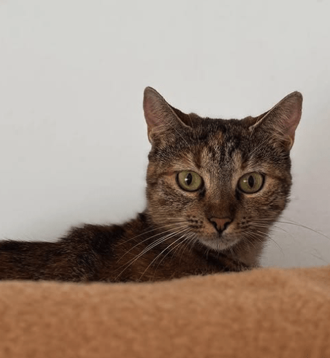 Wren the rescue cat at the shelter in Romania standing in front of a white wall. She has copper tabby markings and green eyes.