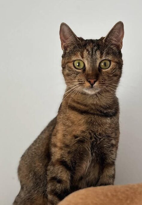 Wren the rescue cat at the shelter in Romania standing in front of a white wall. She has copper tabby markings and green eyes.