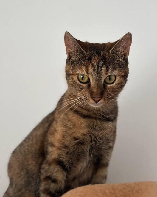 Wren the rescue cat at the shelter in Romania standing in front of a white wall. She has copper tabby markings and green eyes.