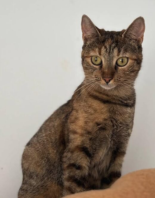 Wren the rescue cat at the shelter in Romania standing in front of a white wall. She has copper tabby markings and green eyes.