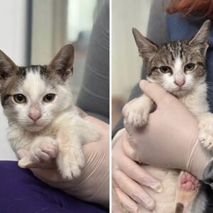 Charlie and Pip the rescue kittens at the shelter in Romania being held by a member of the team