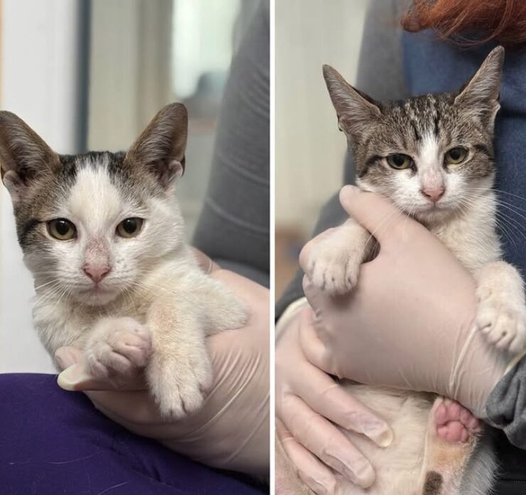 Charlie and Pip the rescue kittens at the shelter in Romania being held by a member of the team