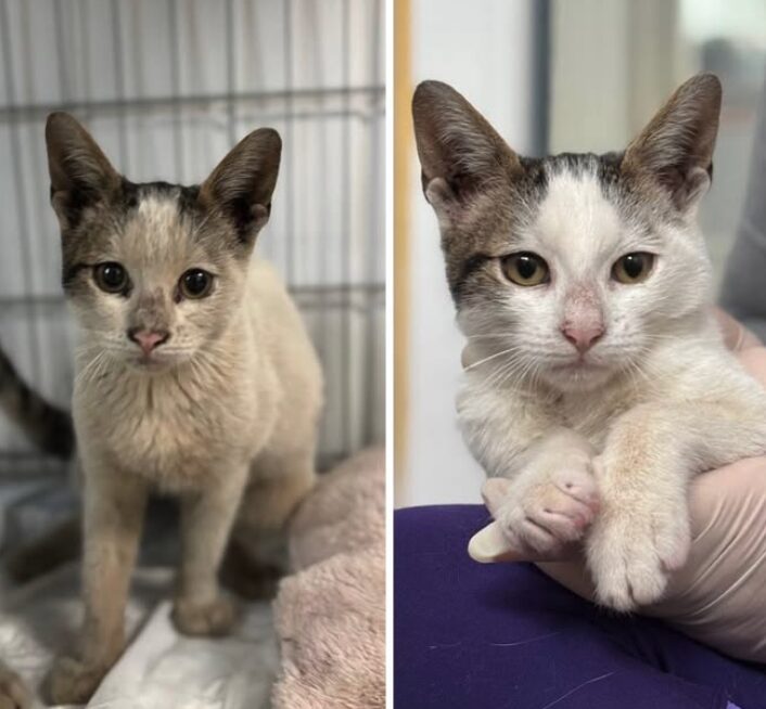 Charlie and Pip the rescue kittens at the shelter in Romania being held by a member of the team