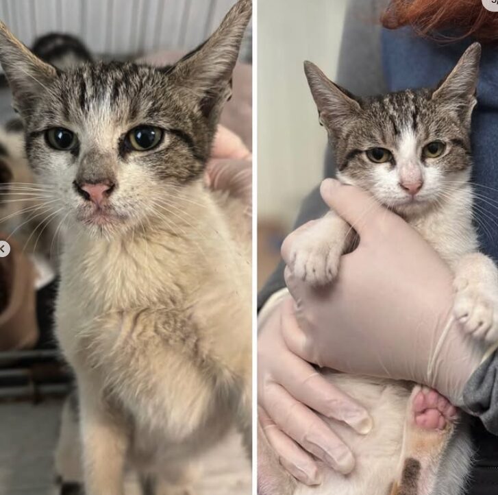 Charlie and Pip the rescue kittens at the shelter in Romania being held by a member of the team