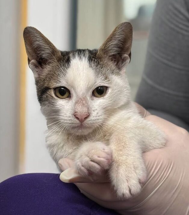 Charlie and Pip the rescue kittens at the shelter in Romania being held by a member of the team