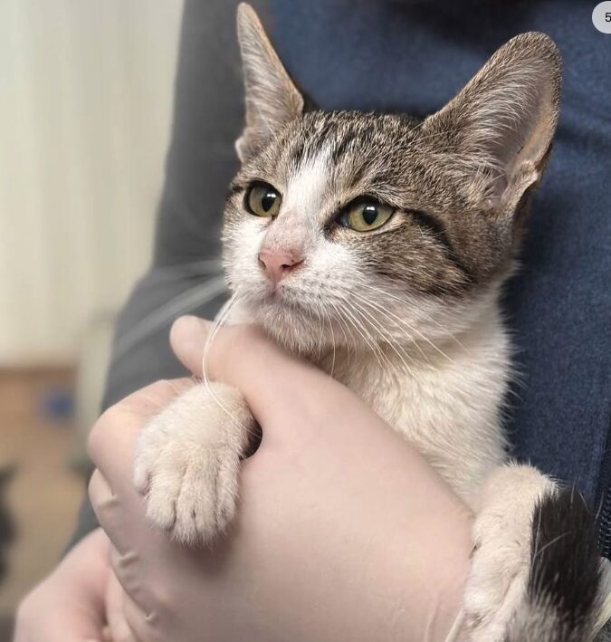 Charlie and Pip the rescue kittens at the shelter in Romania being held by a member of the team