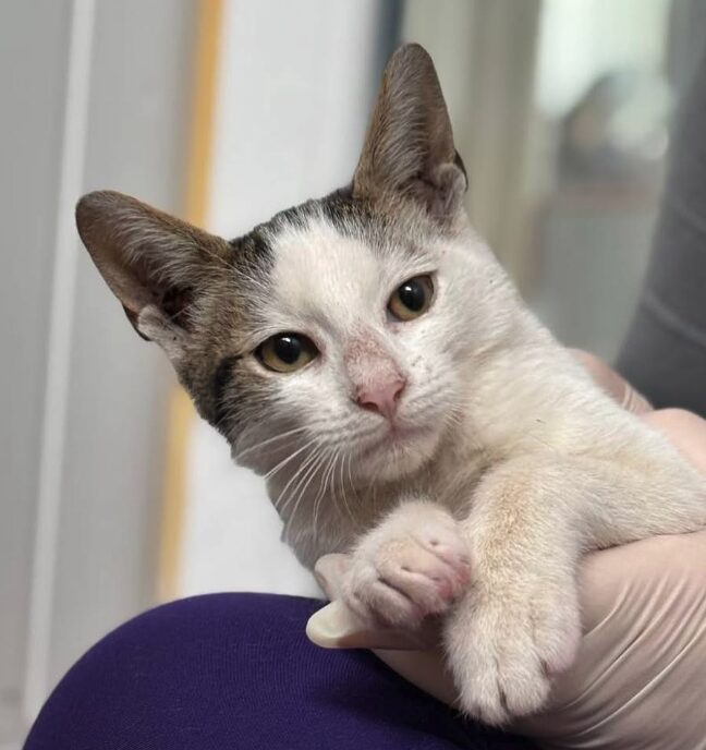 Charlie and Pip the rescue kittens at the shelter in Romania being held by a member of the team