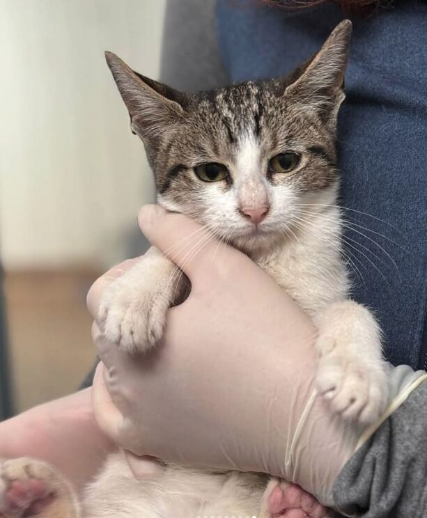 Charlie and Pip the rescue kittens at the shelter in Romania being held by a member of the team