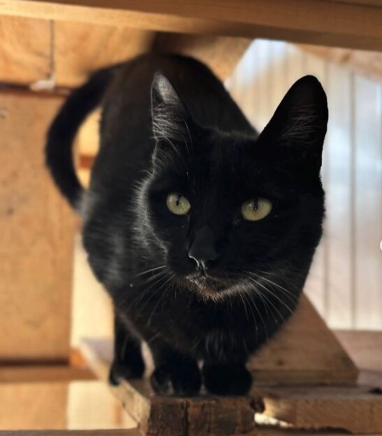 Maggie the black rescue cat at the shelter in Romania, standing on a wooden structure.