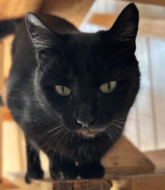 Maggie the black rescue cat at the shelter in Romania, standing on a wooden structure.