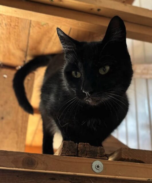 Maggie the black rescue cat at the shelter in Romania, standing on a wooden structure.