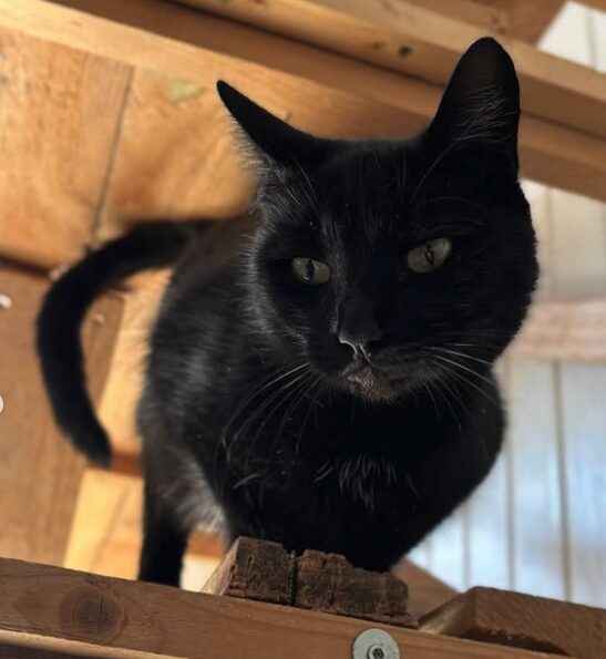 Maggie the black rescue cat at the shelter in Romania, standing on a wooden structure.