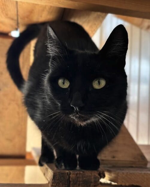 Maggie the black rescue cat at the shelter in Romania, standing on a wooden structure.