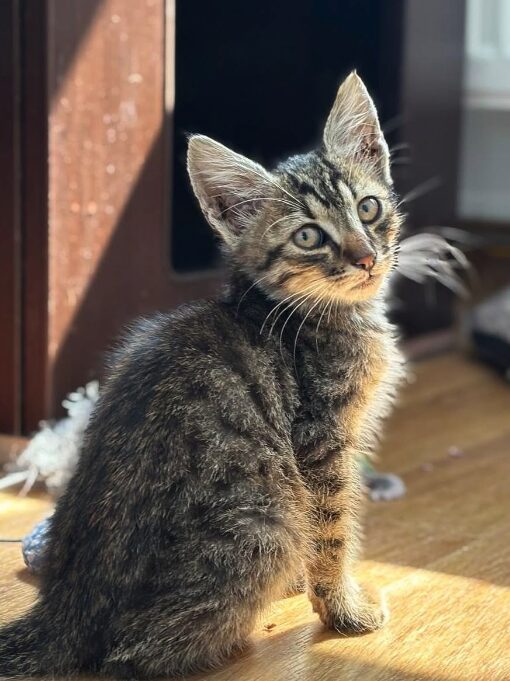 Woody the rescue kitten at the shelter in Romania, sitting in front of a cat bed. He has tabby fur and green eyes.