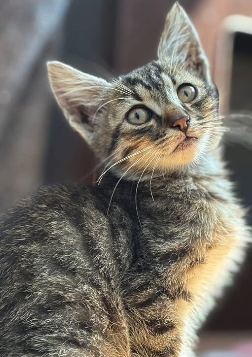 Woody the rescue kitten at the shelter in Romania, sitting in front of a cat bed. He has tabby fur and green eyes.